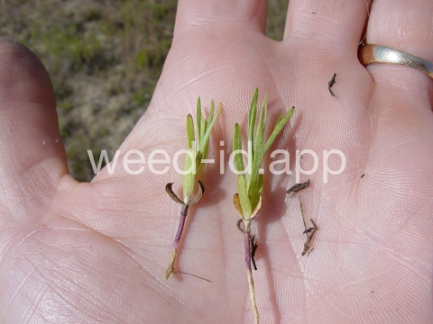 tarweed, cluster